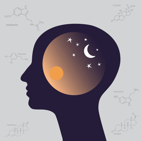 Biologic Clock Circadian Infraradian