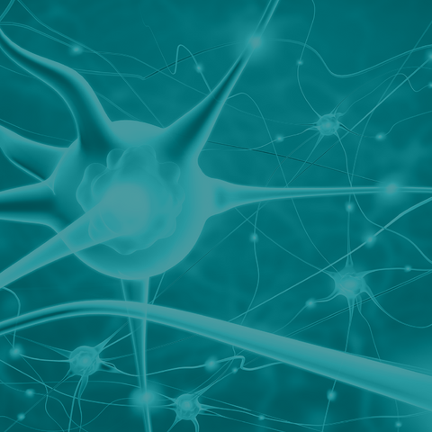 Neurogenesis