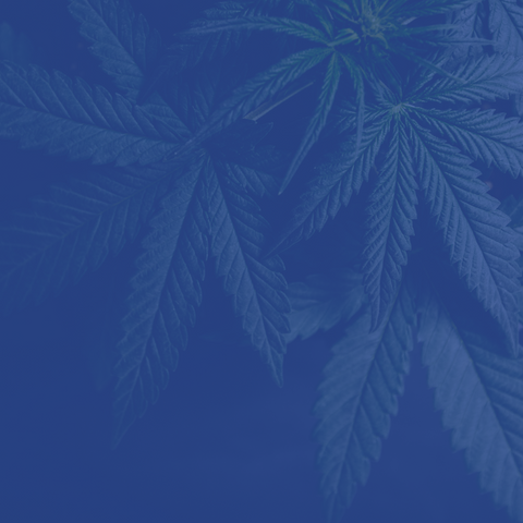 Eight Ways to Stimulate and Enhance Your Endocannabinoid System