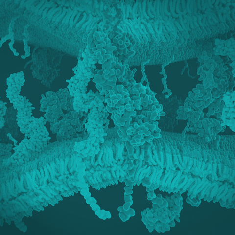 What is the blood-brain barrier?