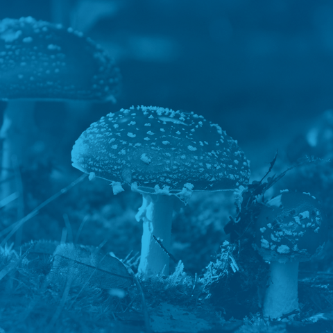 Fly Agaric Mushroom: A Haven of Bioactive Compounds?