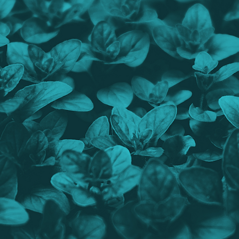 7 Herbs to Boost Your Immune System