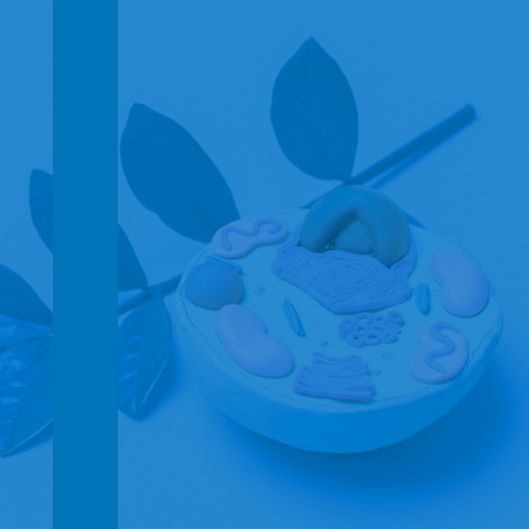 Testing for Mitochondrial Function: Optimize Your Cells' Health