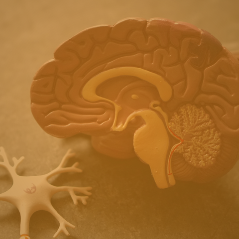 How GABA, Gut Microbiota, the Gut-Brain Axis, and Neurological Disorders Intertwine