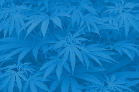 The Deep Dive on Cannabidiol