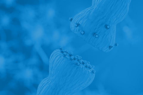 In_Depth_Guide_Acetylcholine
