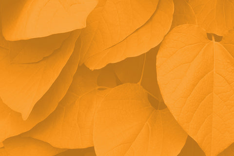 The Insider's Guide to Kava