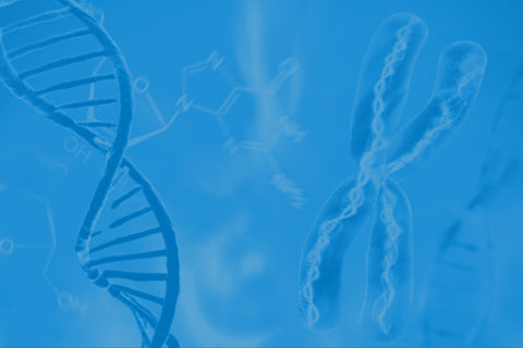 What is Methylation?