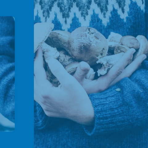 person holding mushrooms
