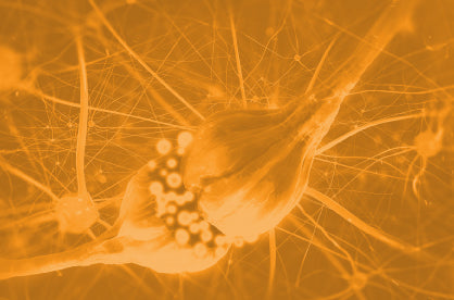 What Neurotransmitters Cause Anxiety?