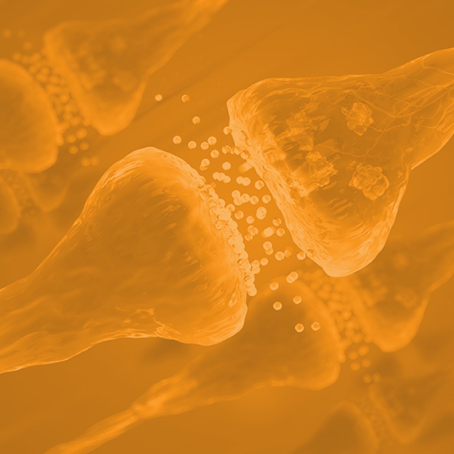 Synaptogenesis Plasticity 