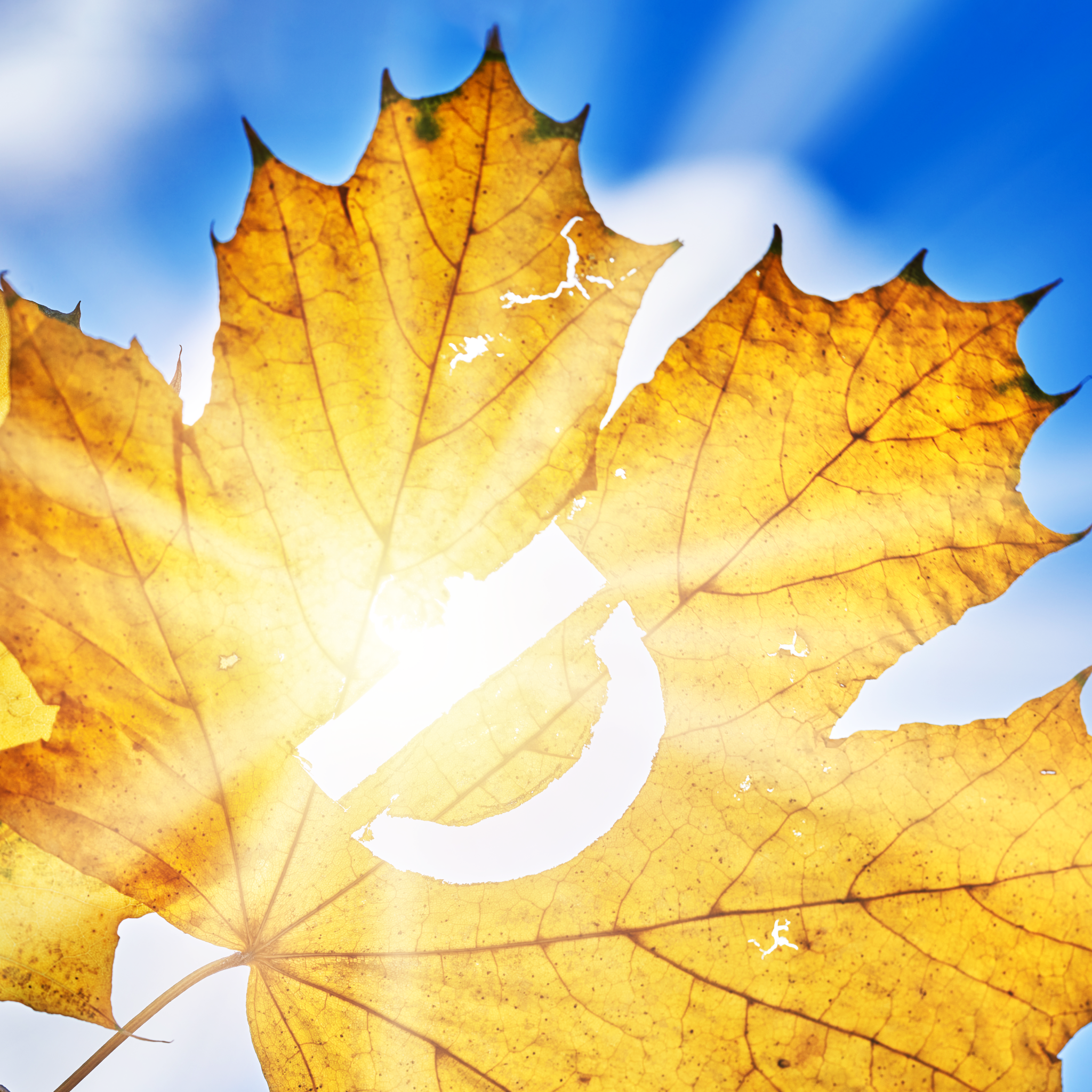All About Vitamin D