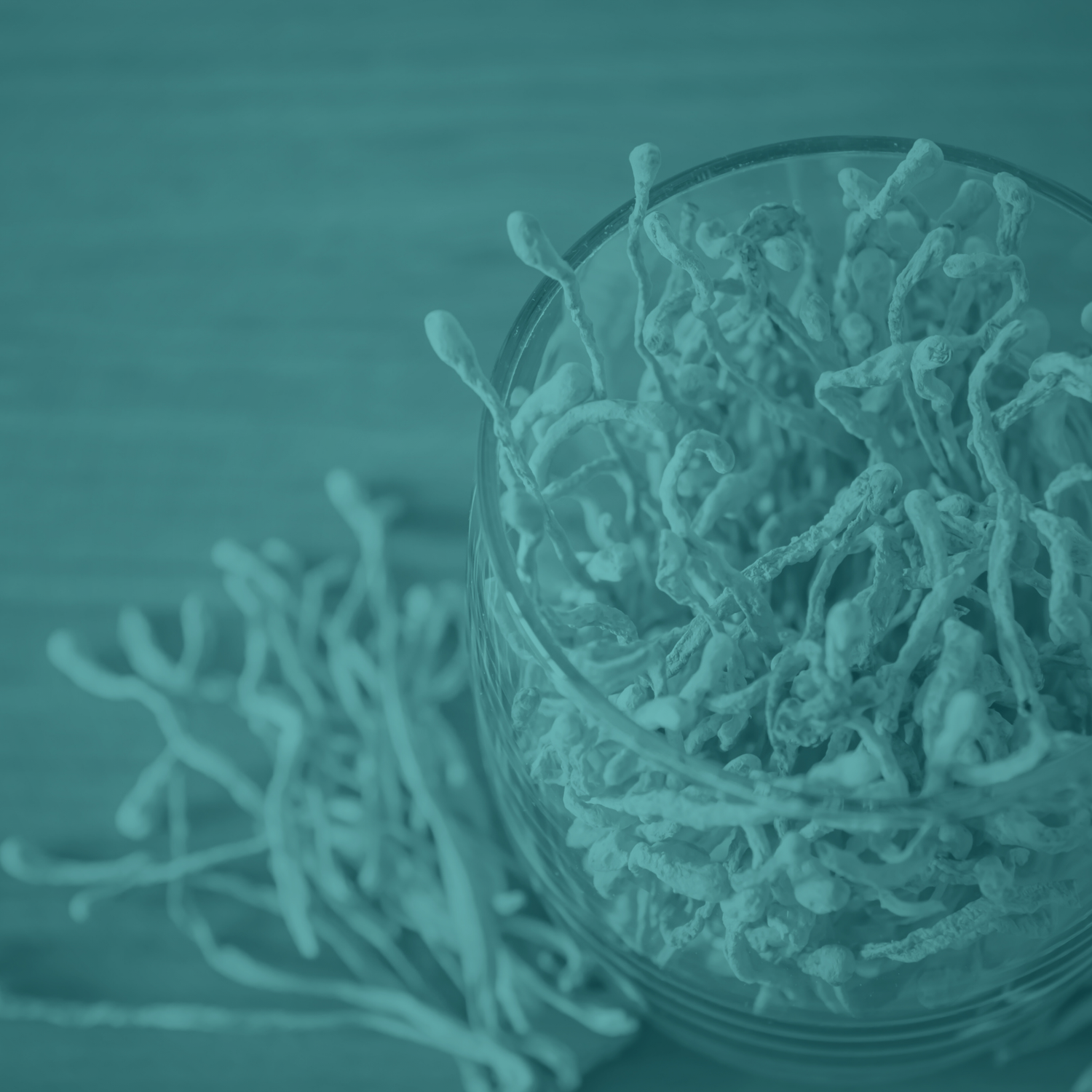 Exploring Cordyceps militaris: Applications in Medicine and Future Research