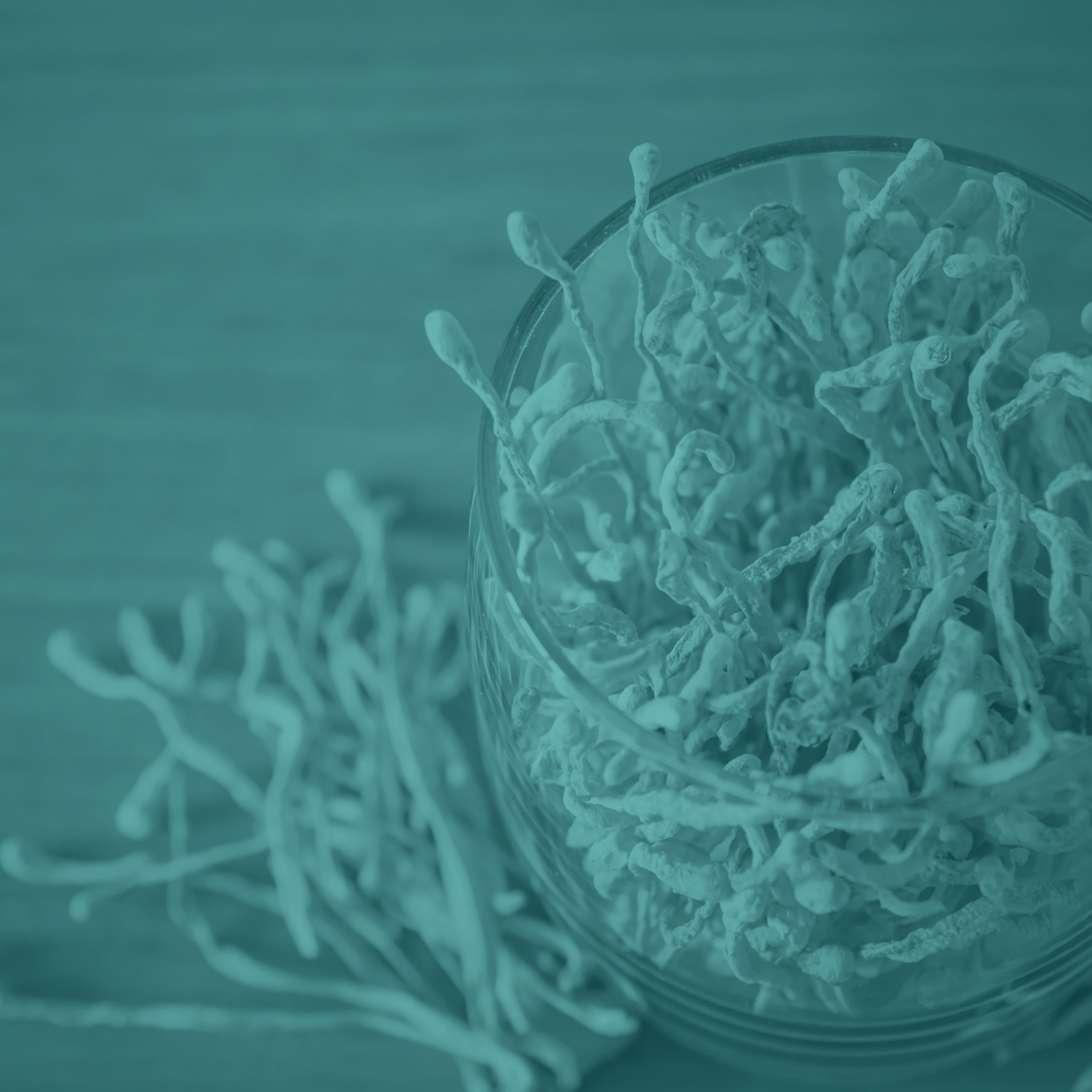 Exploring Cordyceps militaris: Applications in Medicine and Future Research