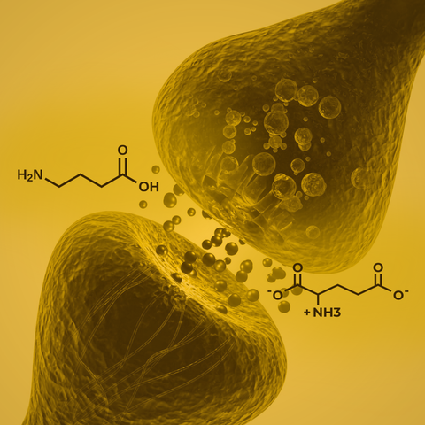 GABA vs. Glutamate: Their Interplay and Roles