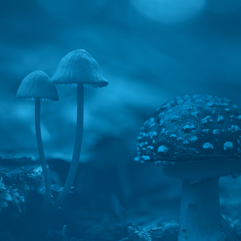 Agarin vs. Psilocybin: Similarities, Differences, and Usage