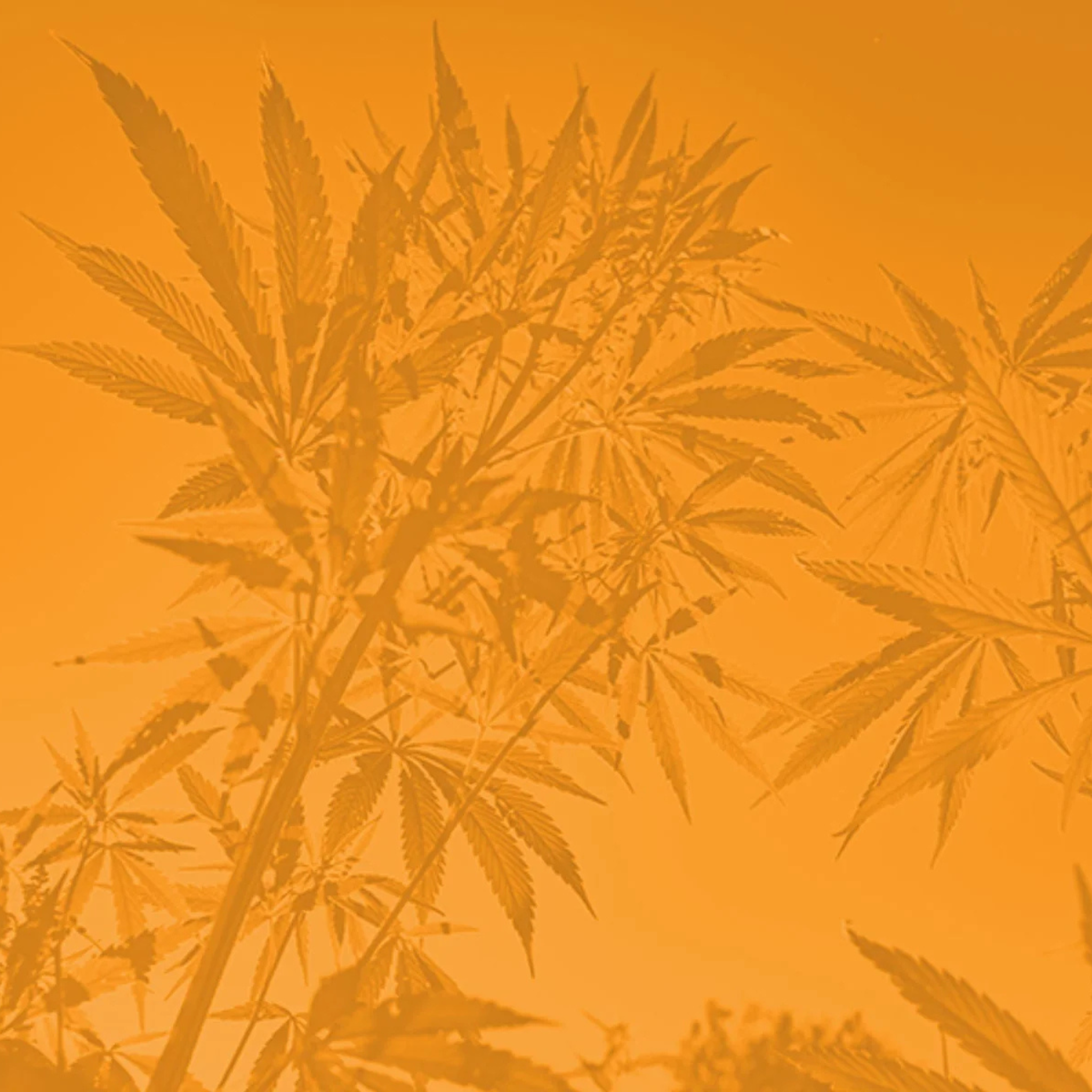 Cannabigerol (CBG): Benefits, Pharmacological Effects, and Therapeutic Potential