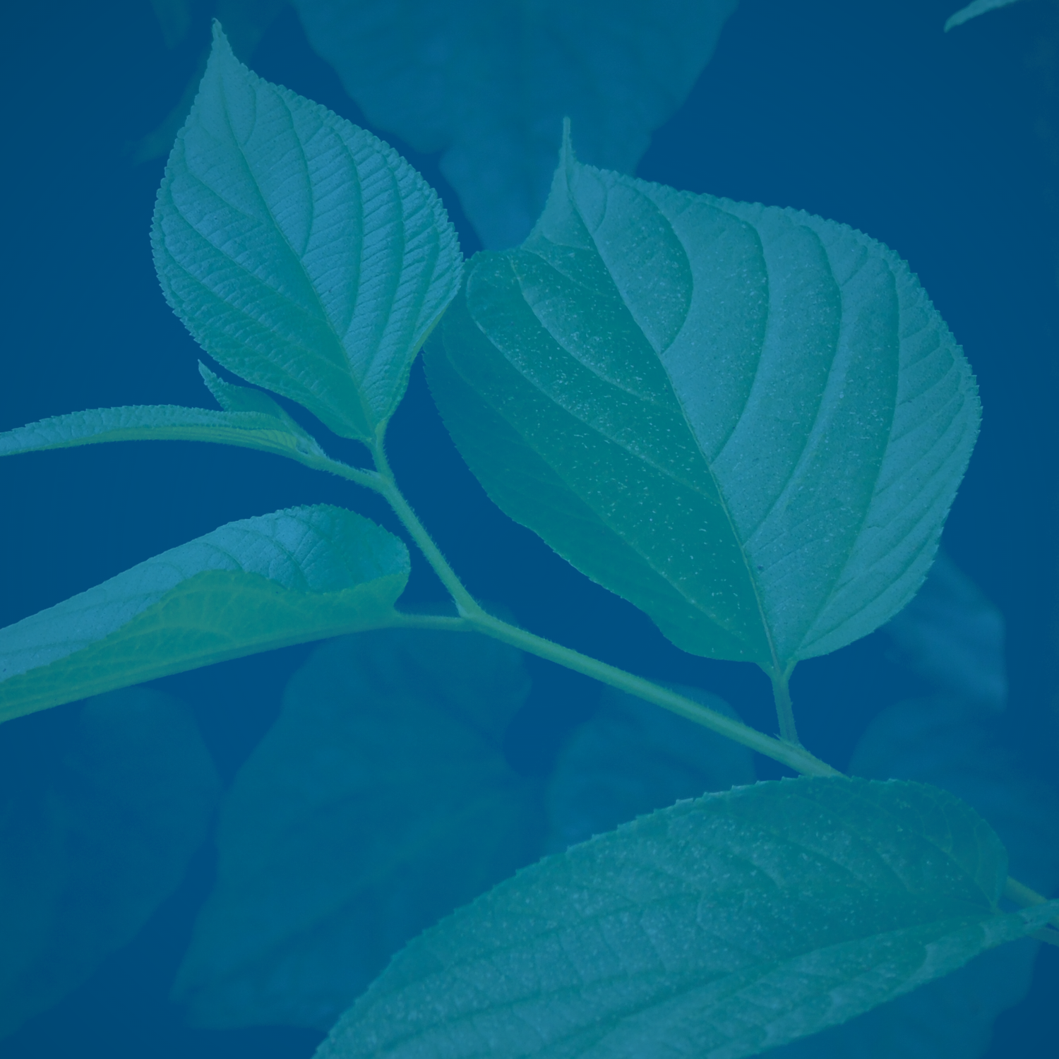 Understanding Kava (Piper methysticum): Half-Life, Benefits, and More