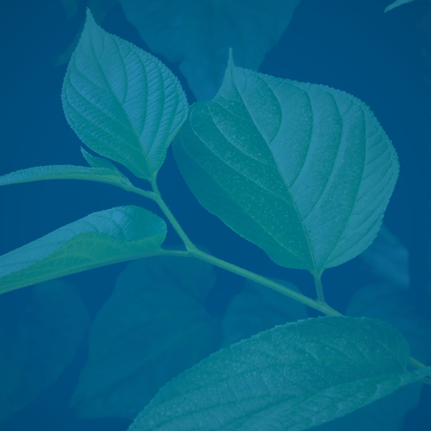 Understanding Kava (Piper methysticum): Half-Life, Benefits, and More