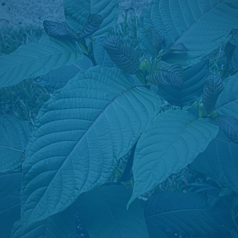 How Kratom’s Primary Alkaloids Work in the Body