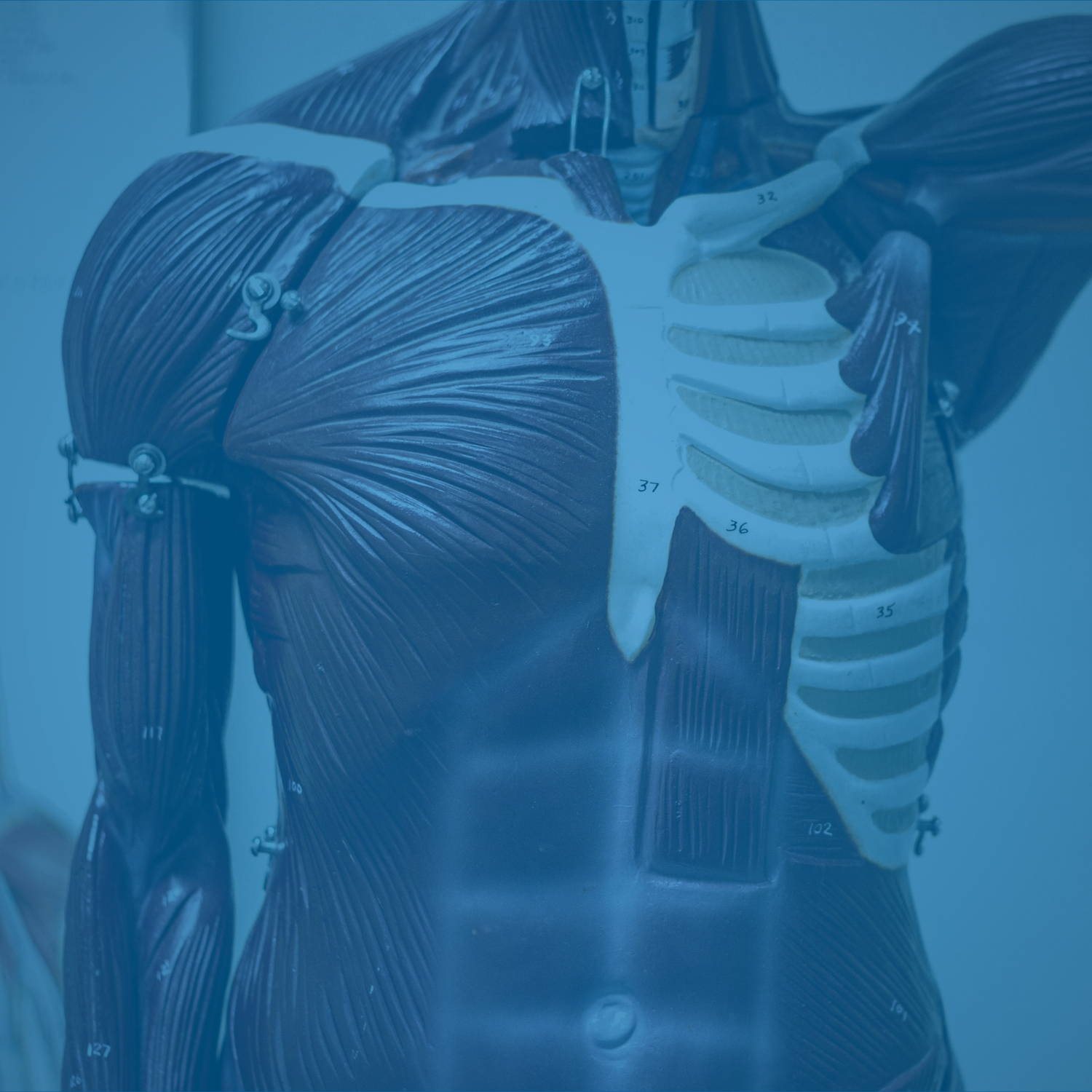 Why Lactate IS NOT the Cause of Muscle Fatigue: Where Does Sodium Bicarbonate Fit In?