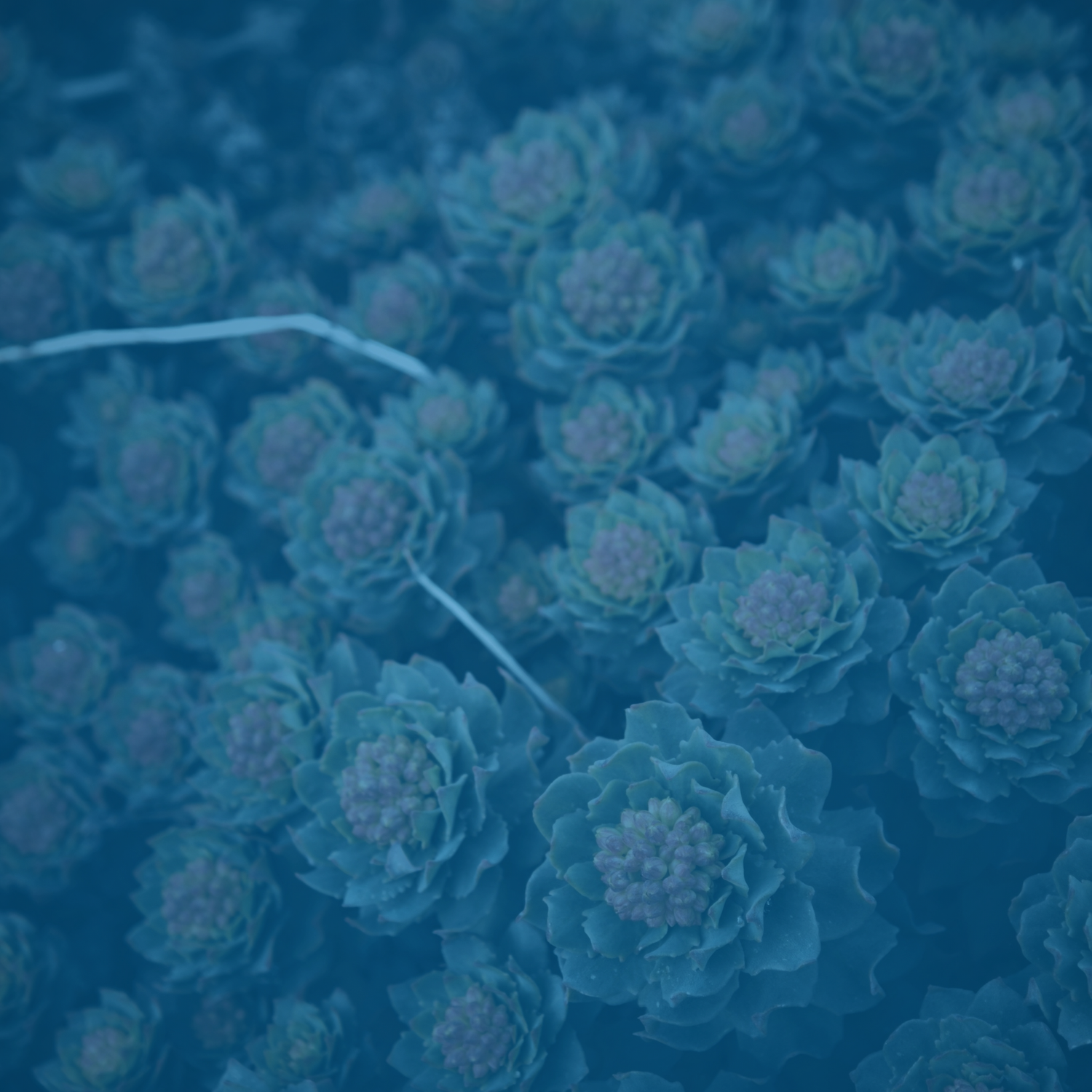 Rhodiola rosea vs. Ashwagandha and Ginseng: Which Adaptogen Matches Your Stress Profile?