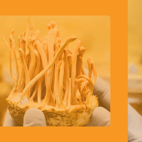 Cordyceps and Cordycepin: The Zombie Fungus with Massive Therapeutic Potential