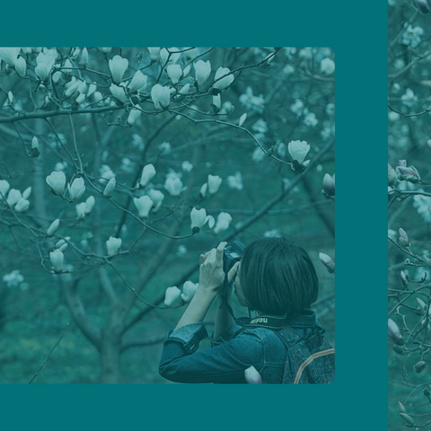 person by a magnolia tree