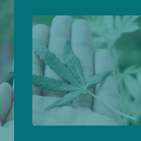 cannabis plant leaf in palm of hand