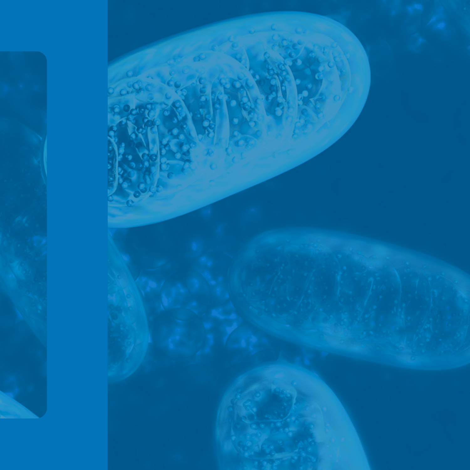 Unleashing Cellular Vitality: Mastering Mitochondrial Health