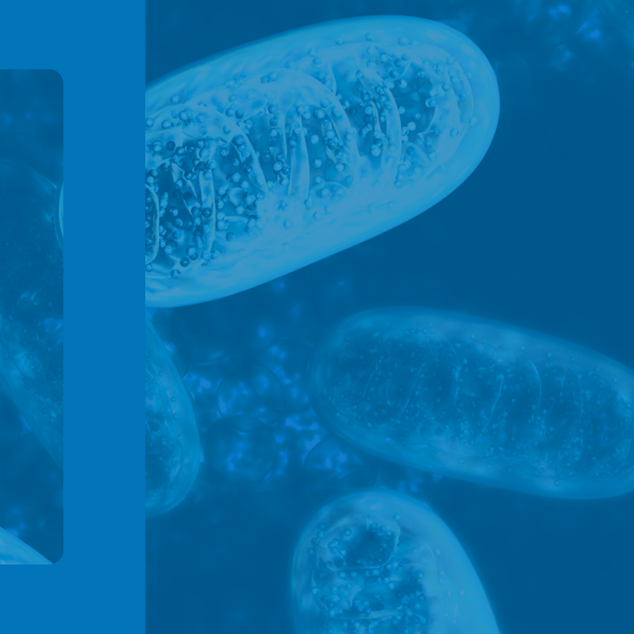 Unleashing Cellular Vitality: Mastering Mitochondrial Health