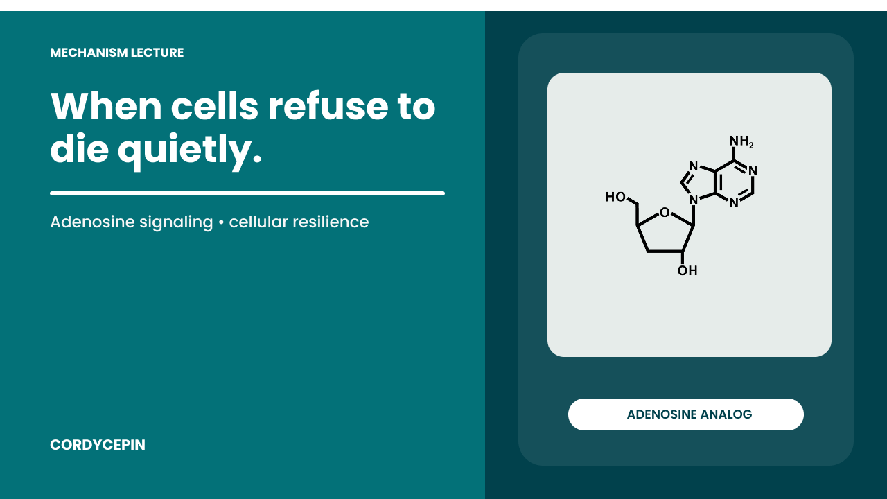 Cordycepin: The “Zombie Molecule” That Refuses to Let Cells Die Quietly Mitochondrial Protection, Antiviral and Ant-Cancer Power, and Deep Sleep Biology